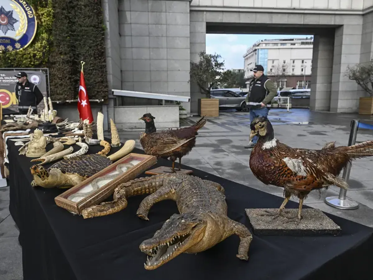 Tarihi eser kaçakçıları yakalandı: Timsah eli, ceylan postu, piton derisi ele geçirildi